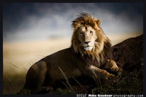 Editing Majestic Lion
